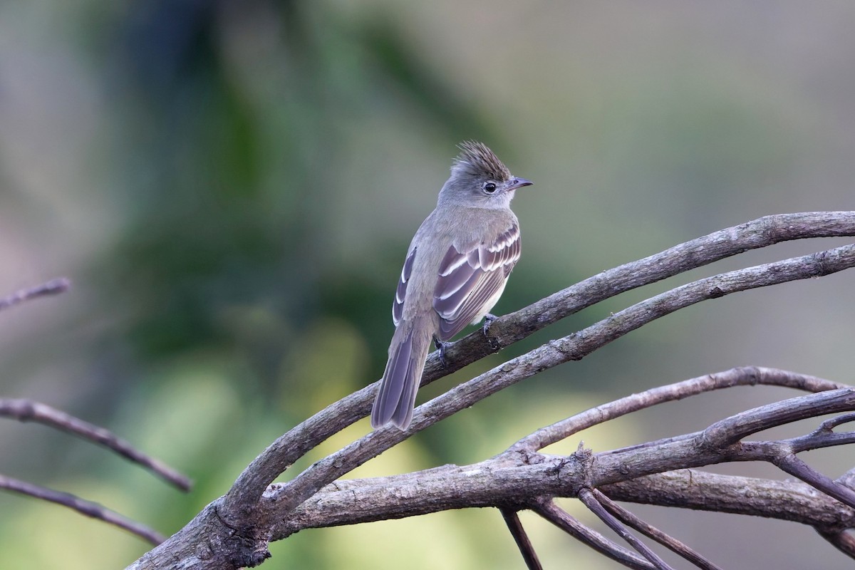 Yellow-bellied Elaenia - ML632661142
