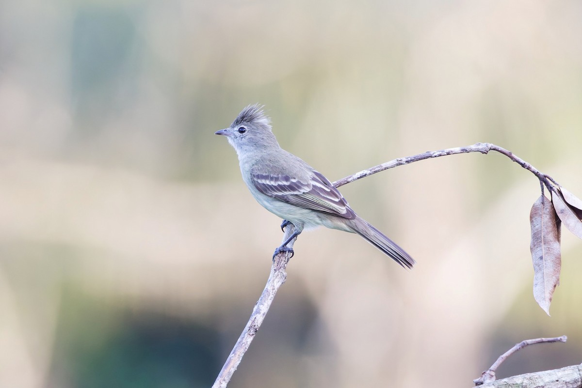 Yellow-bellied Elaenia - ML632661143