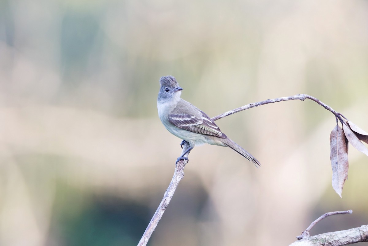 Yellow-bellied Elaenia - ML632661150