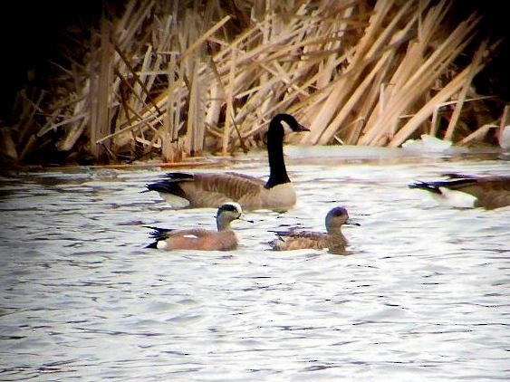 アメリカヒドリ - ML632661155