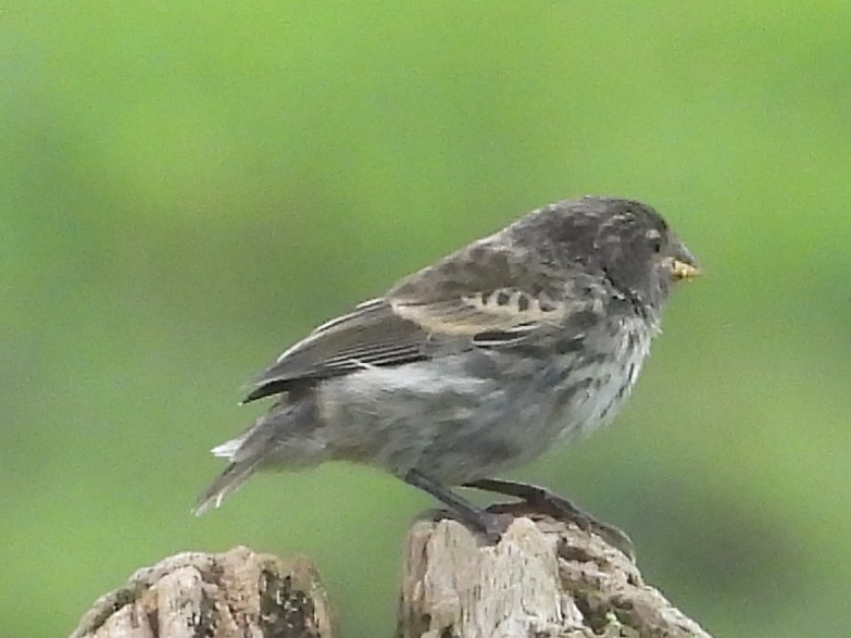 Large Tree-Finch - ML632661184
