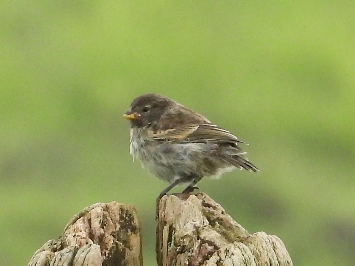 Large Tree-Finch - ML632661185