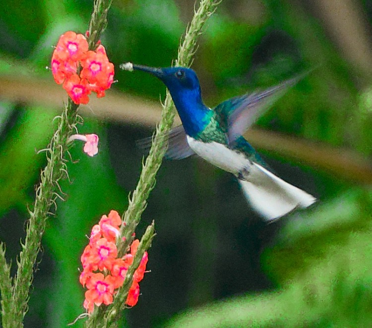 White-necked Jacobin - ML632661196