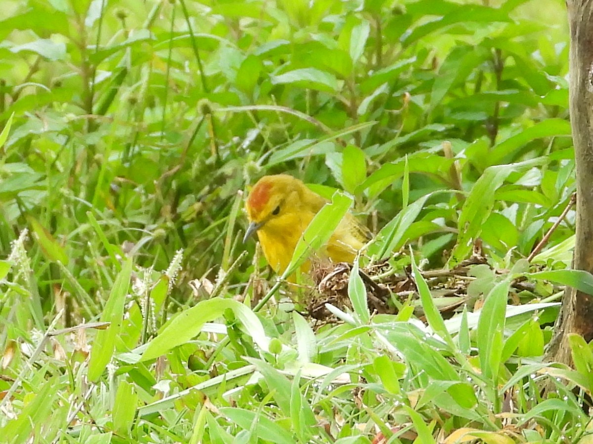 gulparula - ML632661219