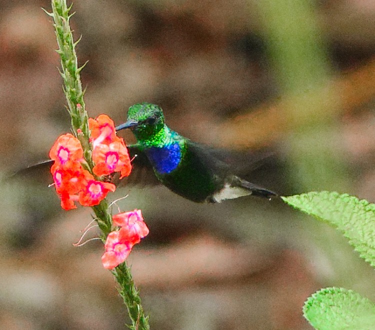 Purple-chested Hummingbird - ML632661231
