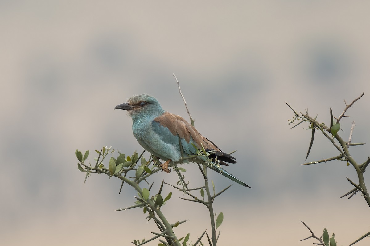 European Roller - ML632661235