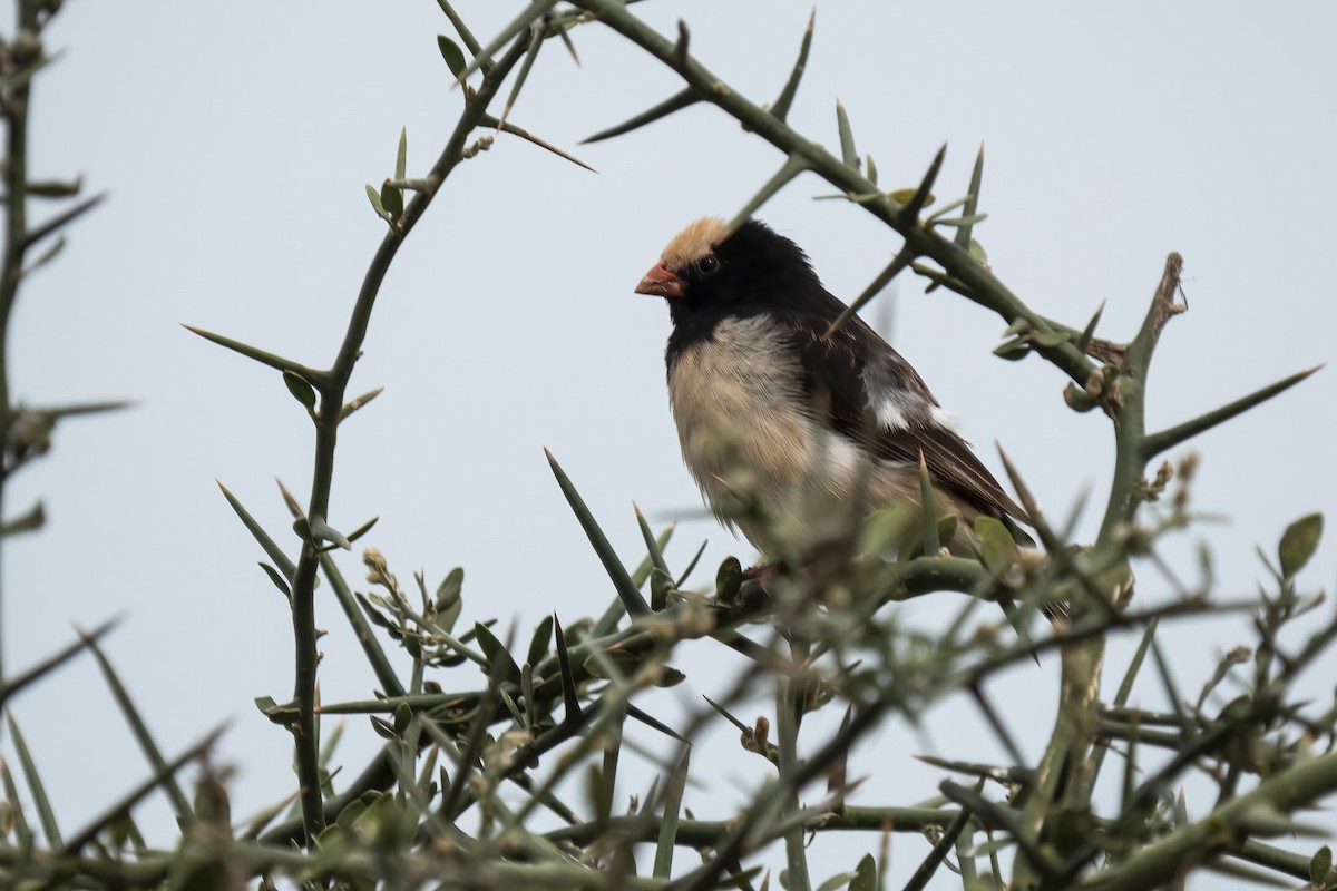 Straw-tailed Whydah - ML632661277