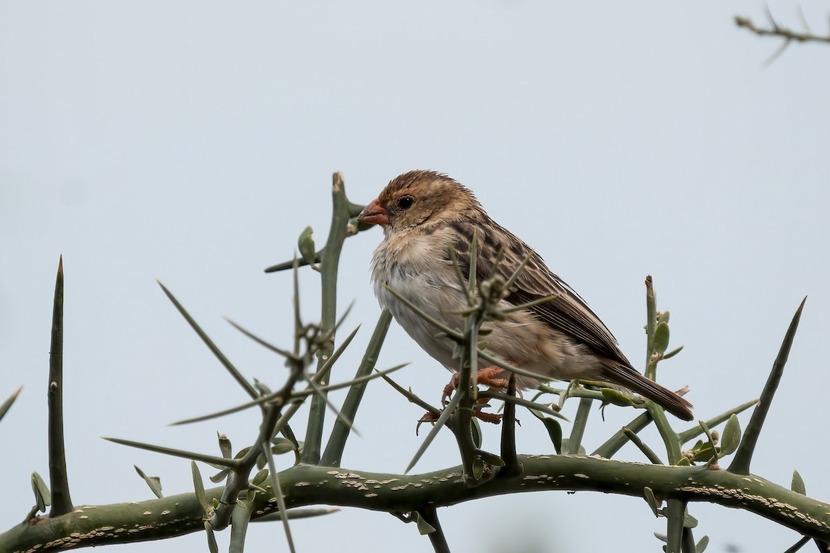 Straw-tailed Whydah - ML632661278