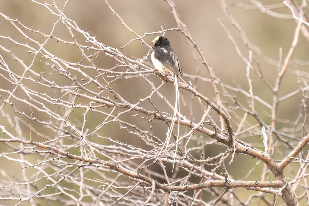 Straw-tailed Whydah - ML632661280