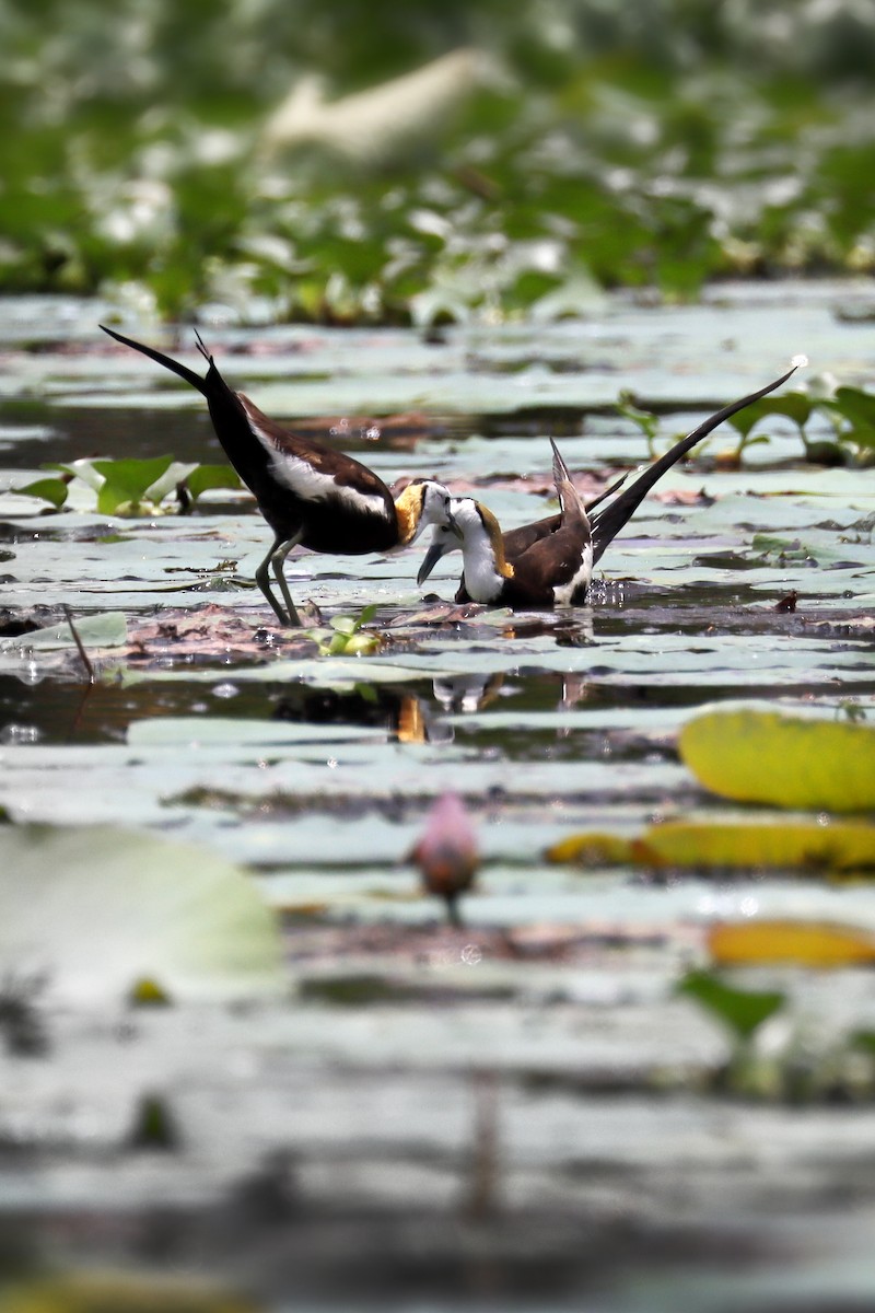 Pheasant-tailed Jacana - ML632661286