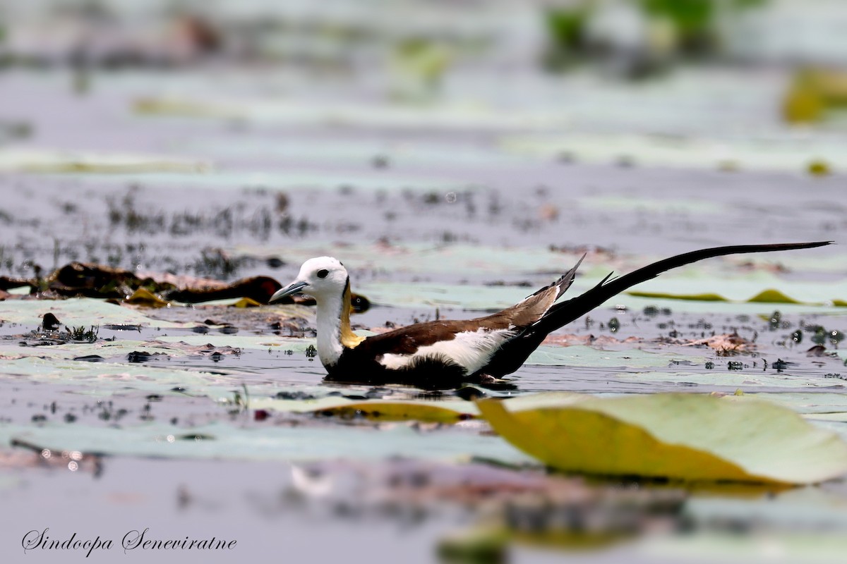 Pheasant-tailed Jacana - ML632661287