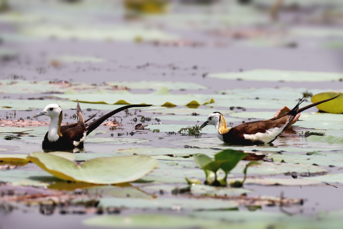 Pheasant-tailed Jacana - ML632661288
