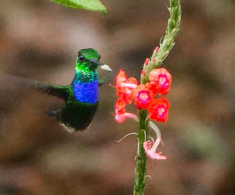 Purple-chested Hummingbird - ML632661314