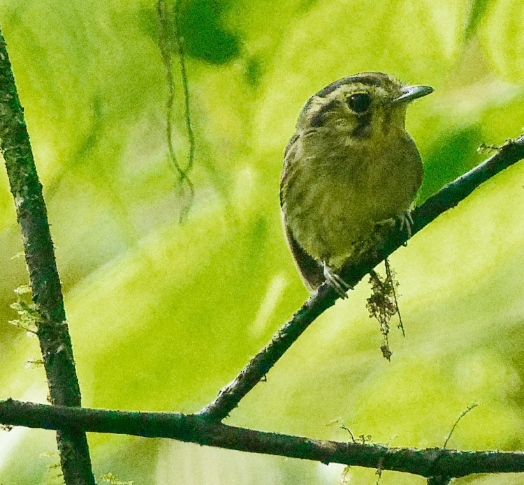Golden-crowned Spadebill - ML632661338
