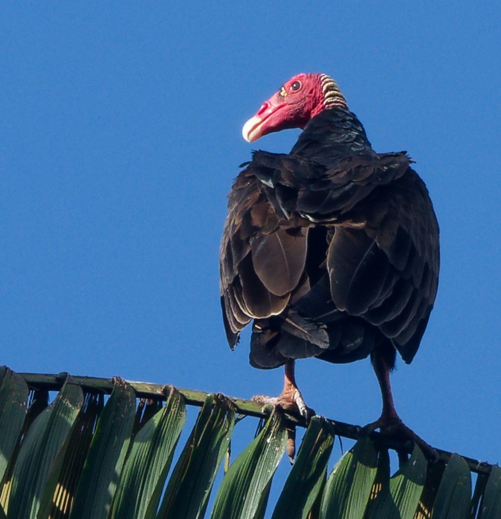 Turkey Vulture - ML632661379