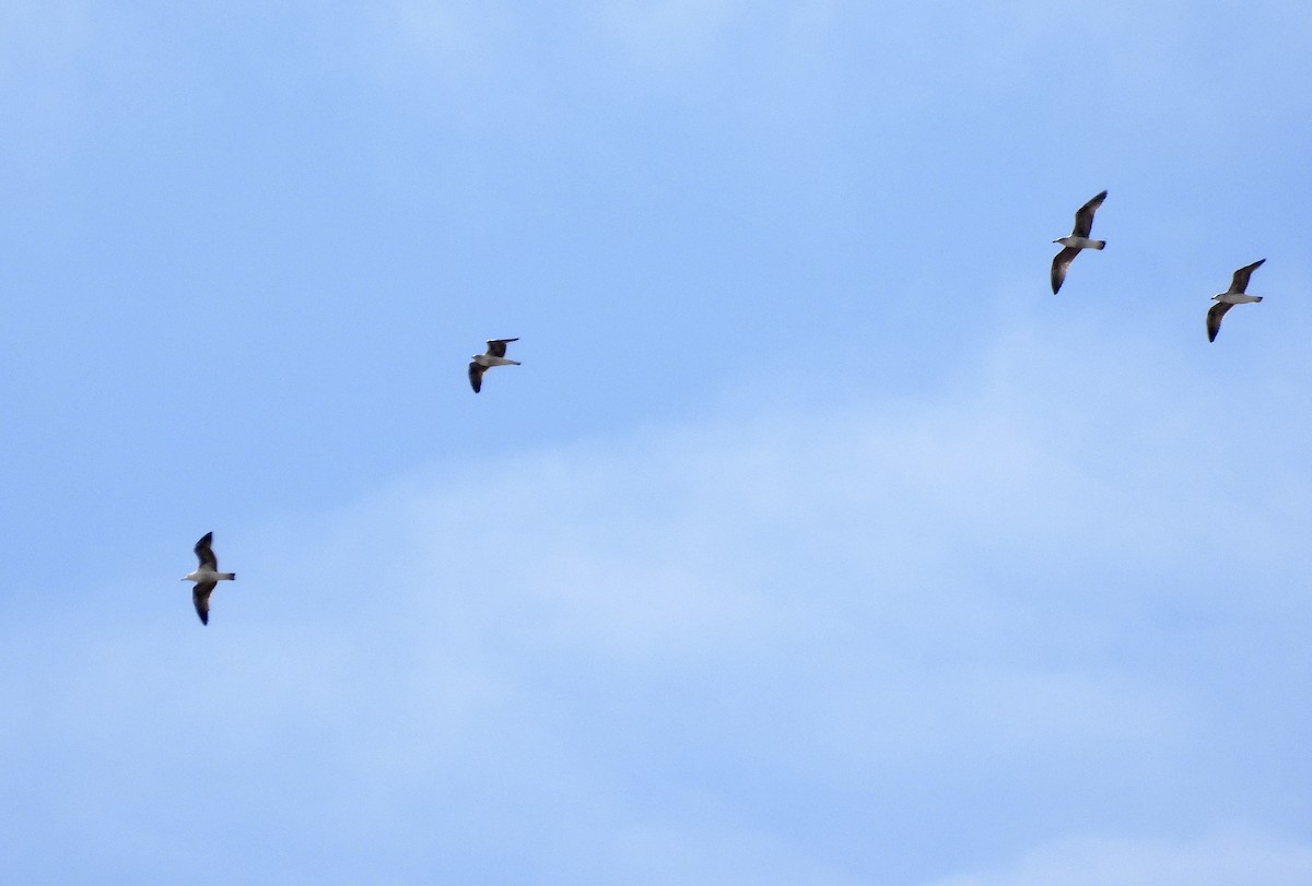 Lesser Black-backed Gull - ML632661586