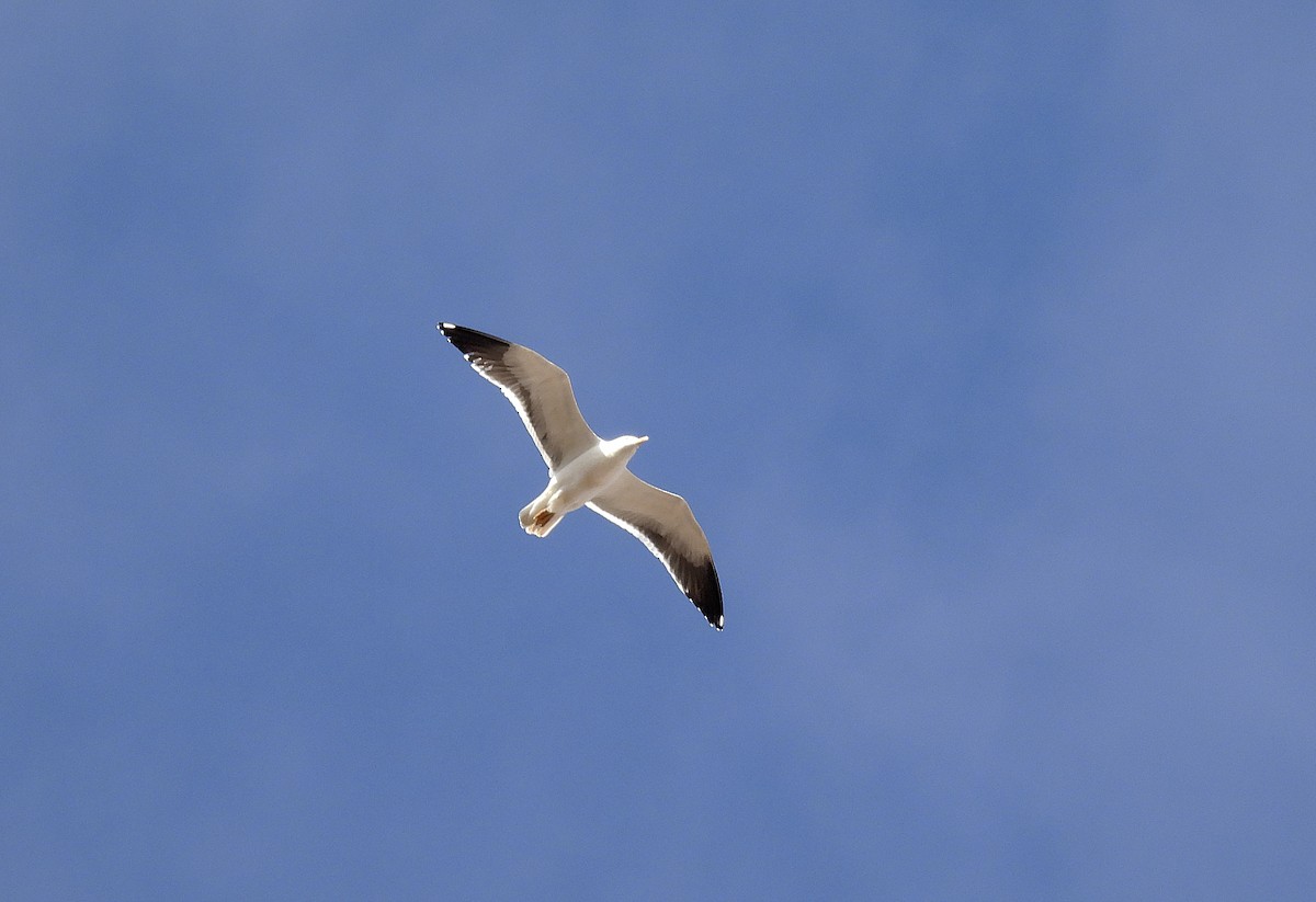 Lesser Black-backed Gull - ML632661591