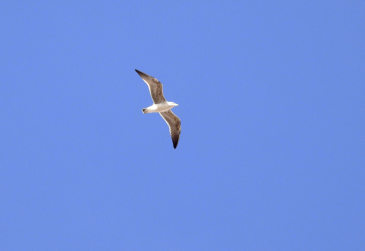 Lesser Black-backed Gull - ML632661595