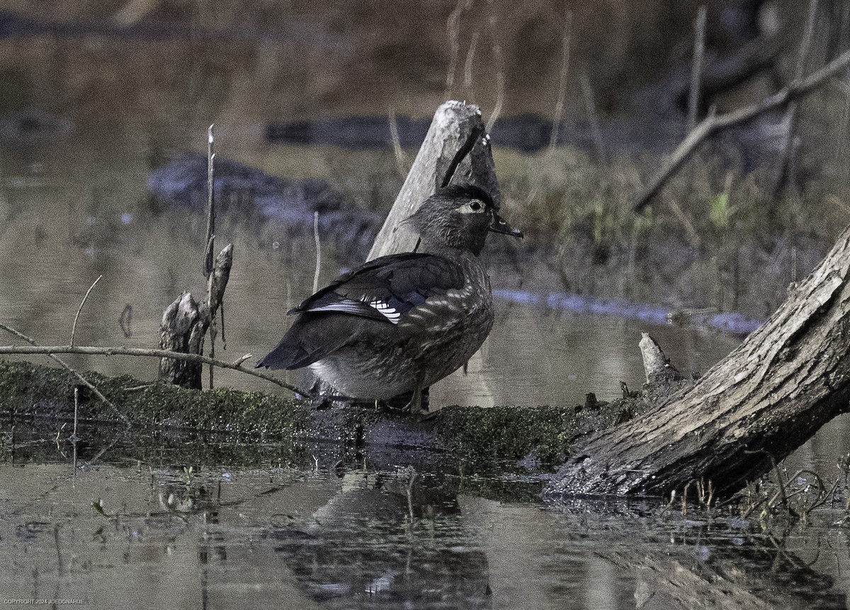 Wood Duck - ML632661617