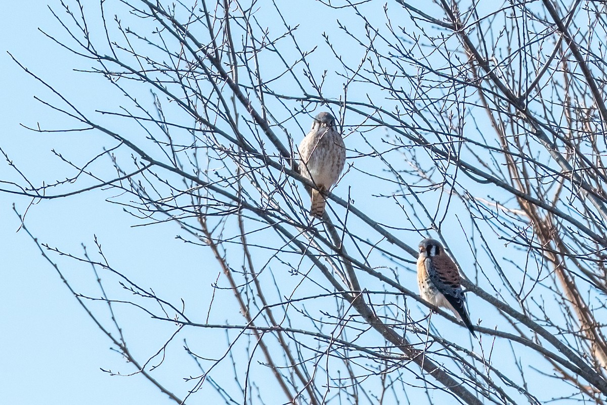 American Kestrel - ML632661620