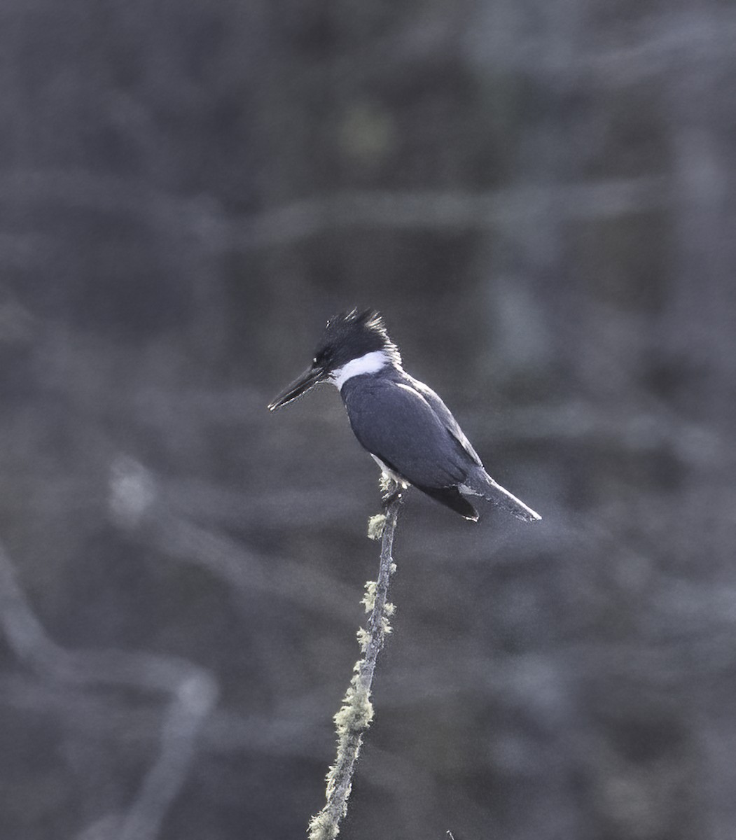 Belted Kingfisher - ML632661621