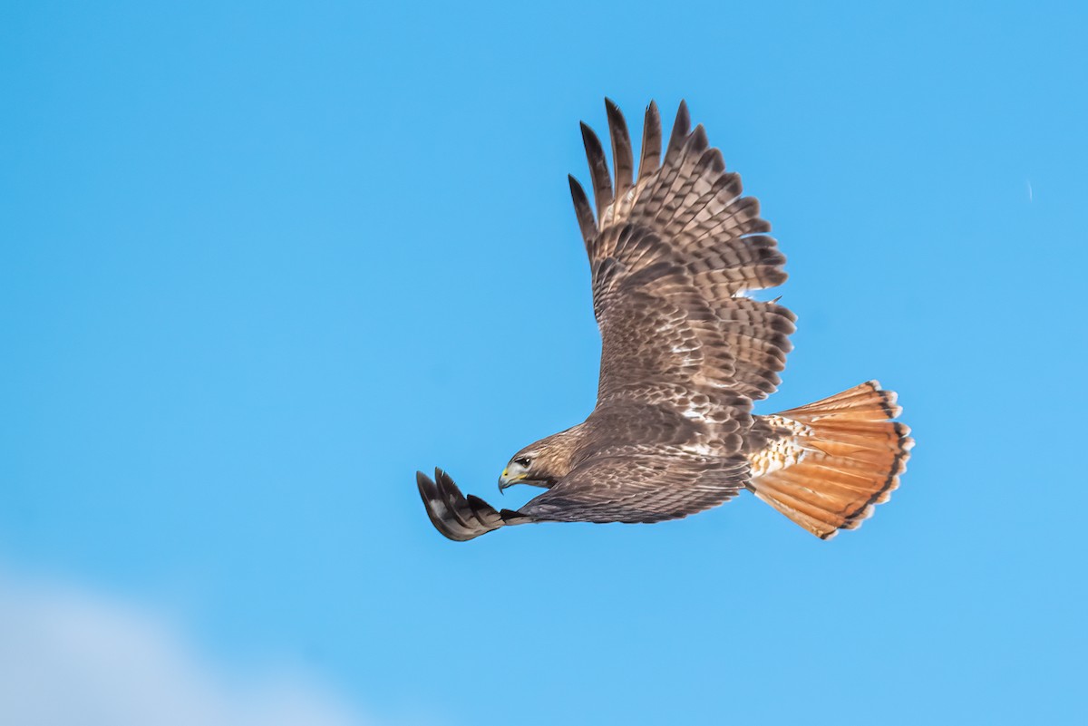 Red-tailed Hawk - ML632661647