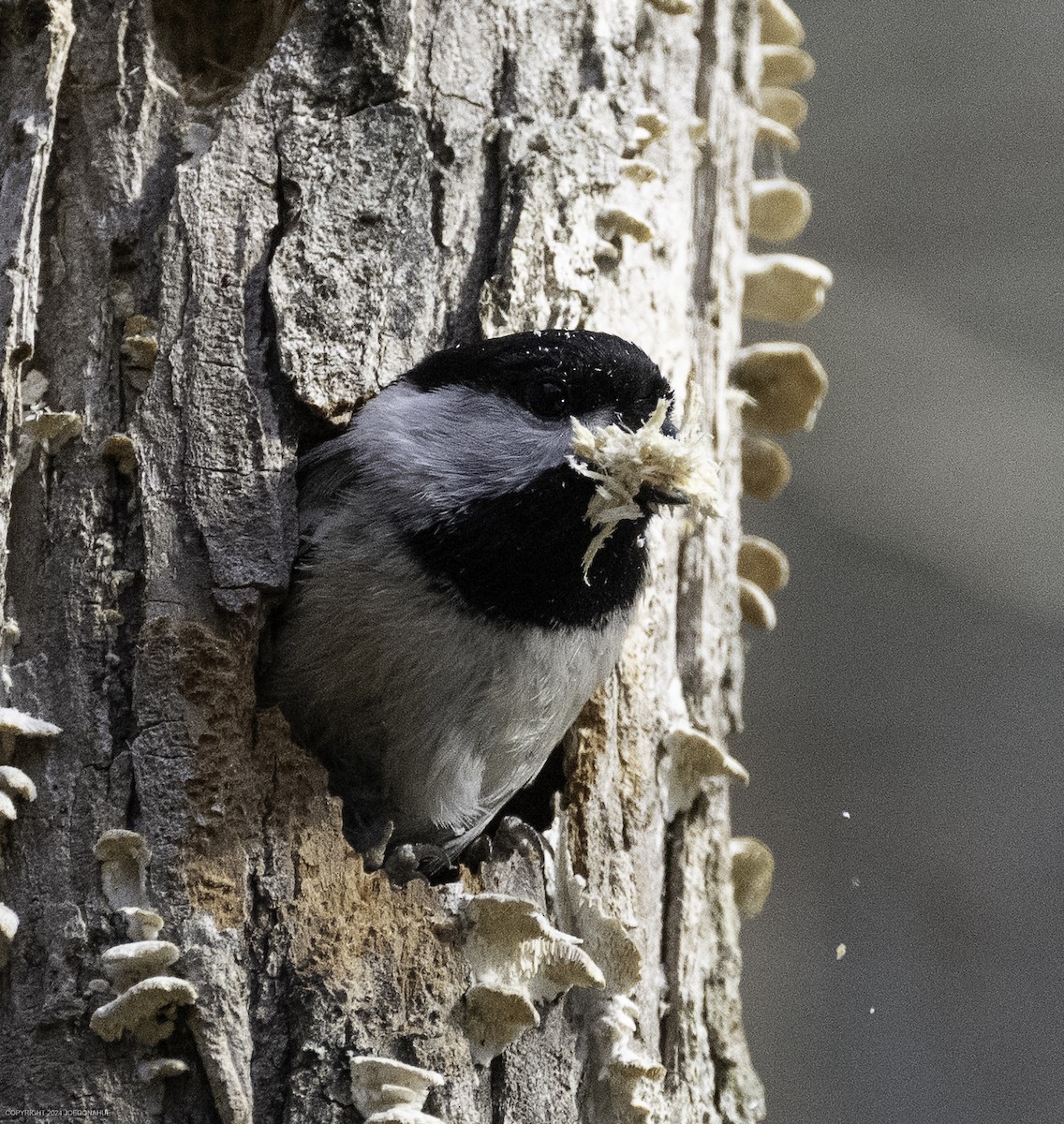 Carolina Chickadee - ML632661649