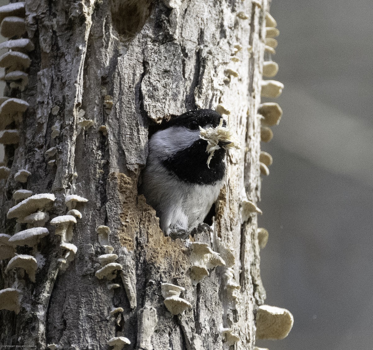 Carolina Chickadee - ML632661650
