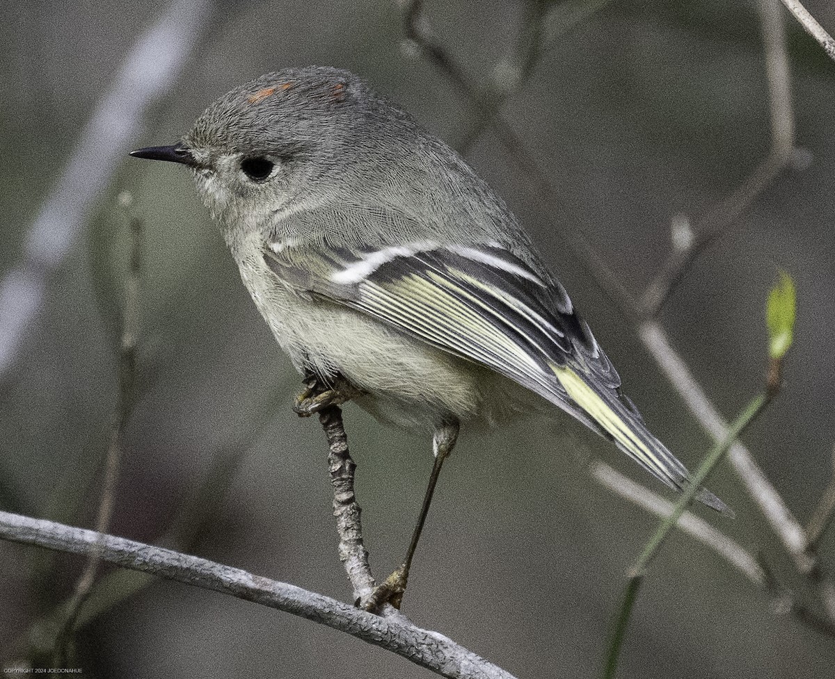 Ruby-crowned Kinglet - ML632661671