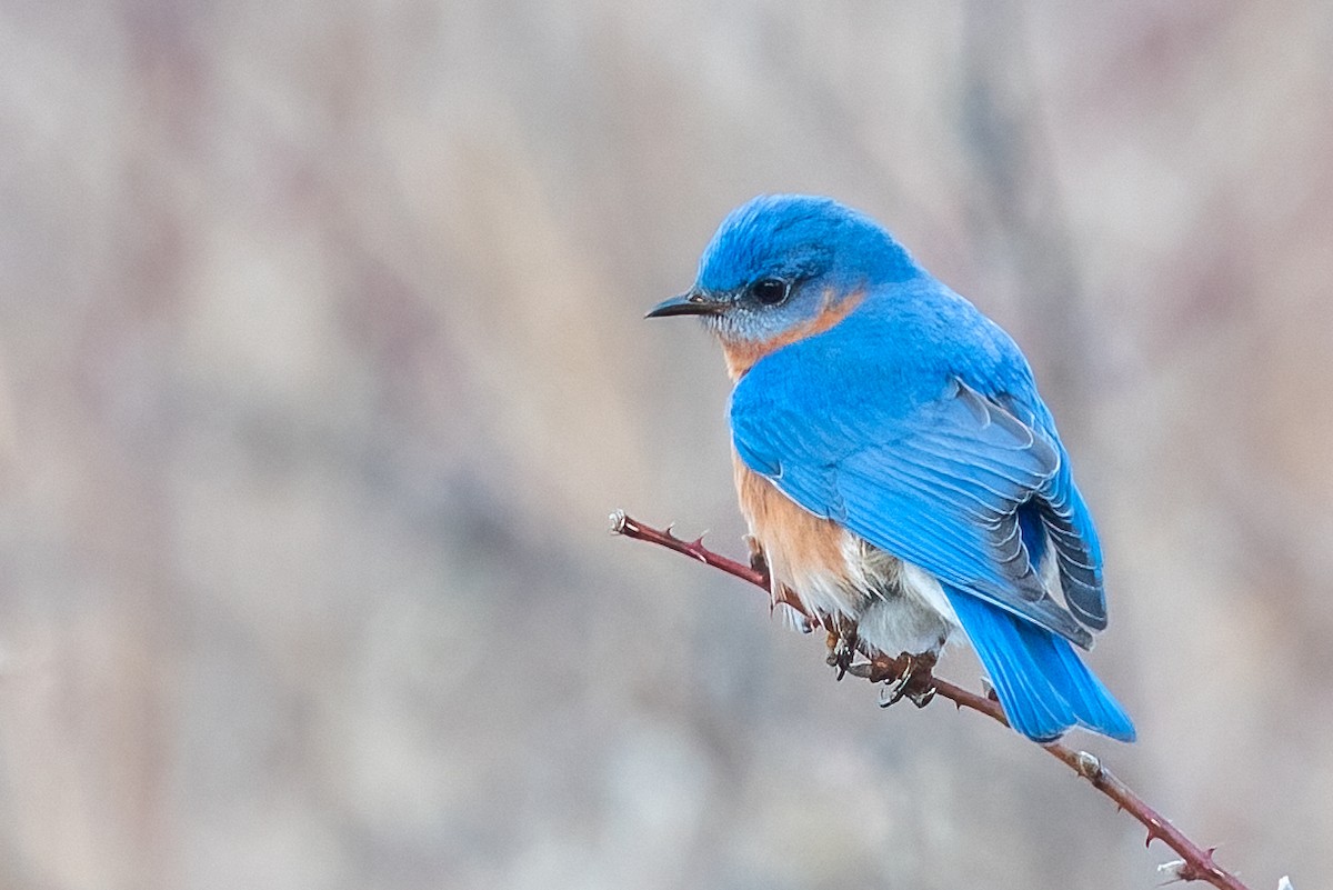 Eastern Bluebird - ML632661673