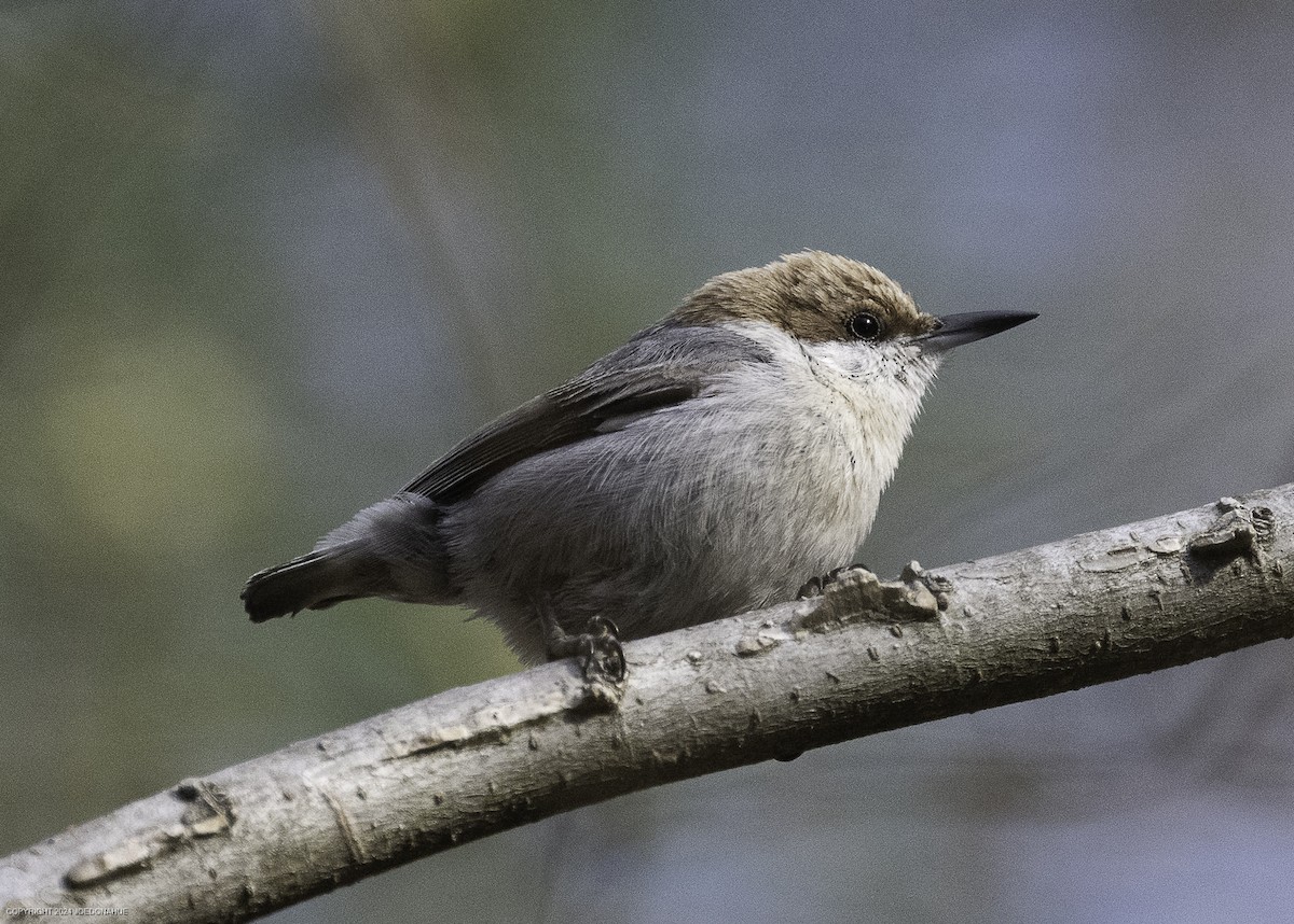 Brown-headed Nuthatch - ML632661682