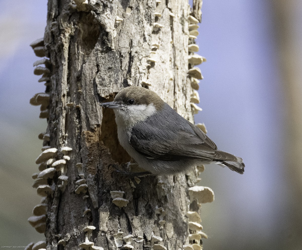 Brown-headed Nuthatch - ML632661683
