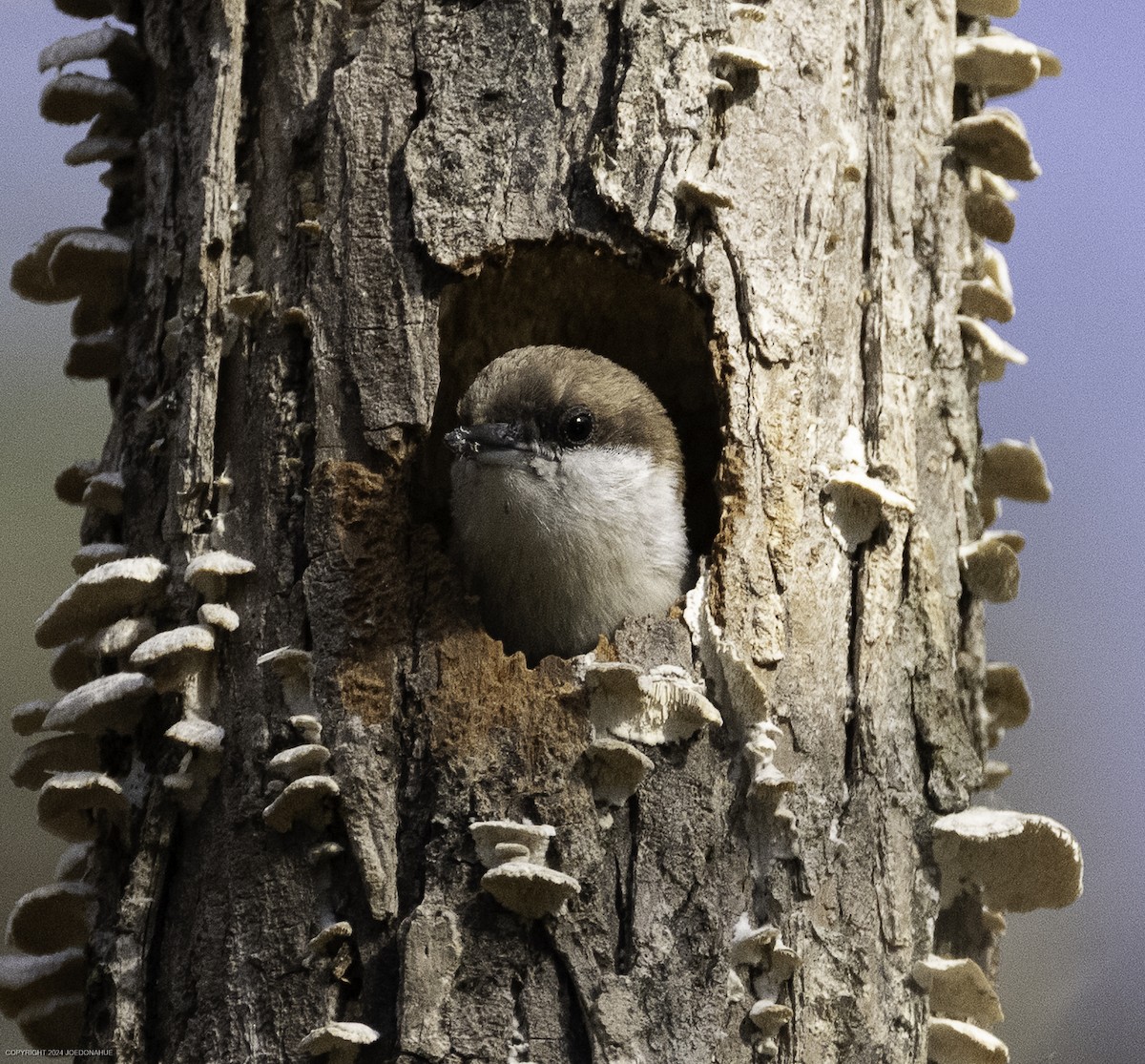 Brown-headed Nuthatch - ML632661684