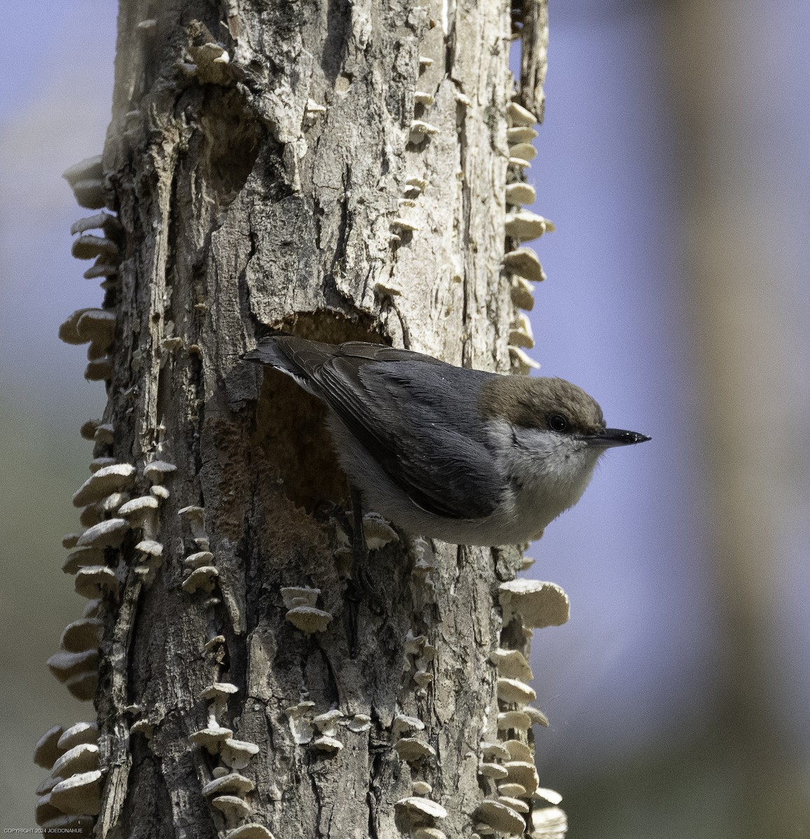 Brown-headed Nuthatch - ML632661685