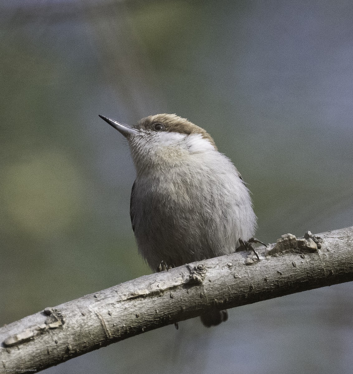 Brown-headed Nuthatch - ML632661686