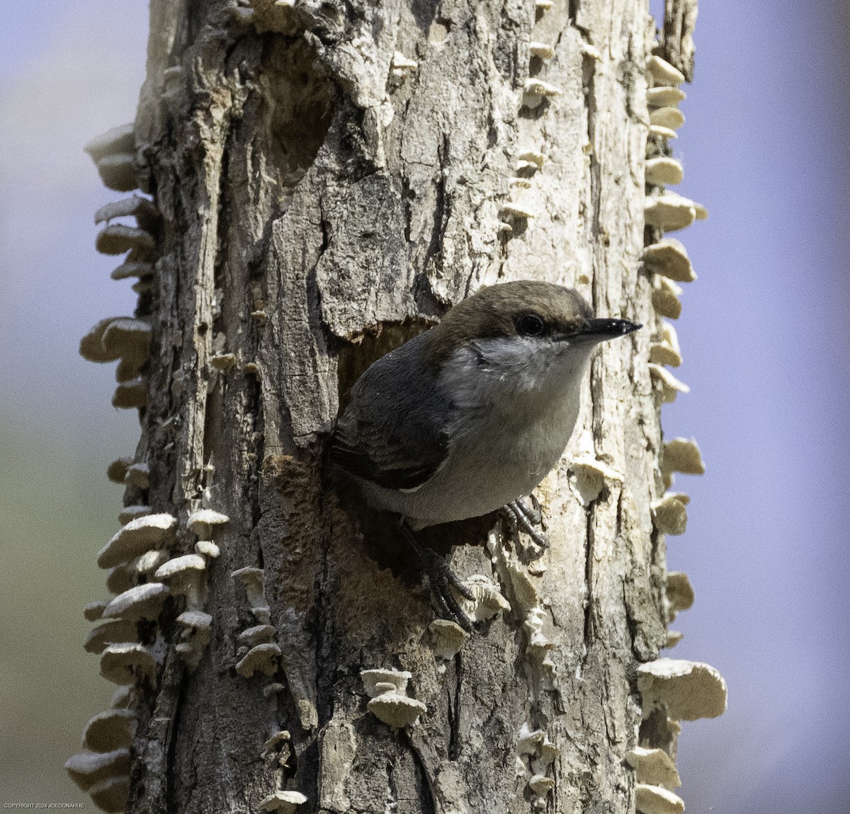 Brown-headed Nuthatch - ML632661687