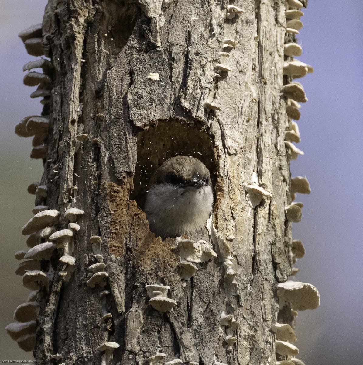Brown-headed Nuthatch - ML632661688
