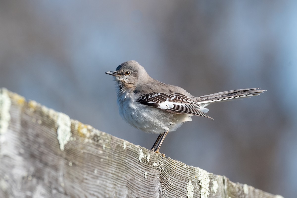 Northern Mockingbird - ML632661690