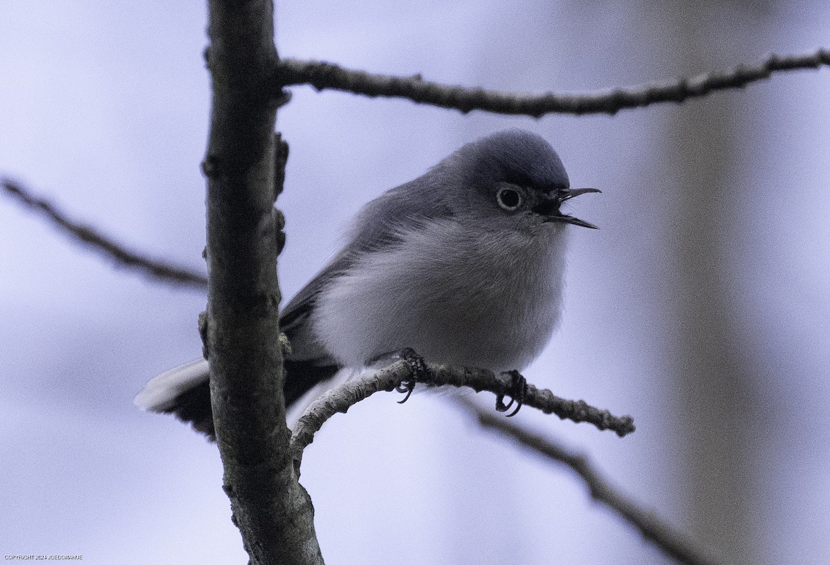 Blue-gray Gnatcatcher - ML632661700