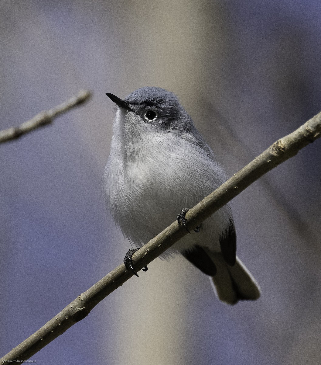 Blue-gray Gnatcatcher - ML632661701