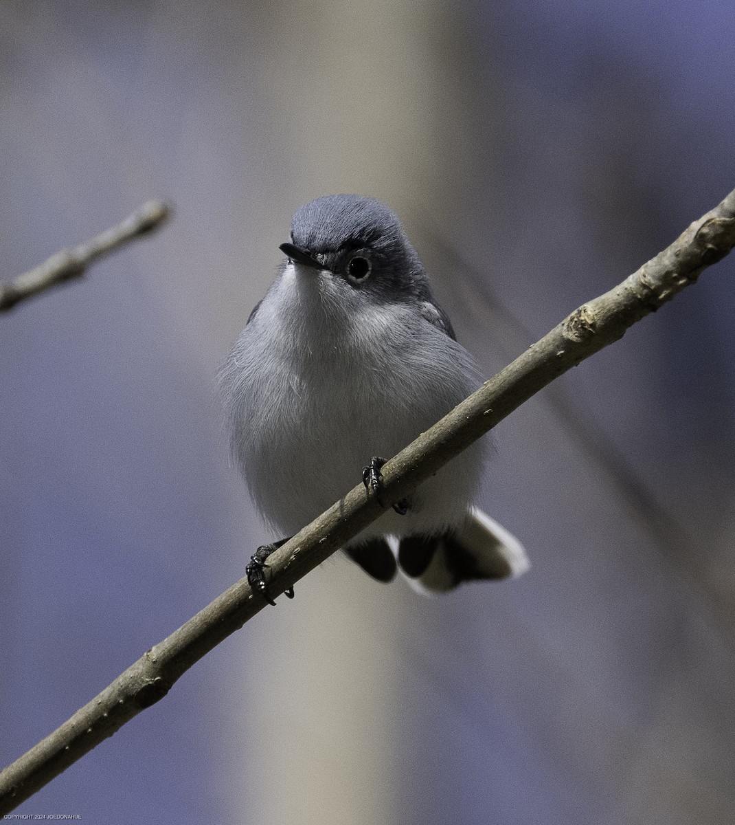 Blue-gray Gnatcatcher - ML632661702
