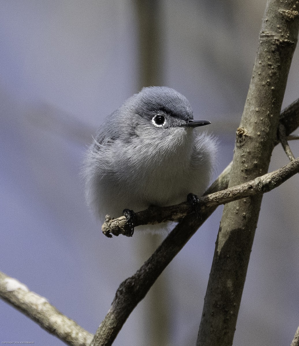 Blue-gray Gnatcatcher - ML632661703