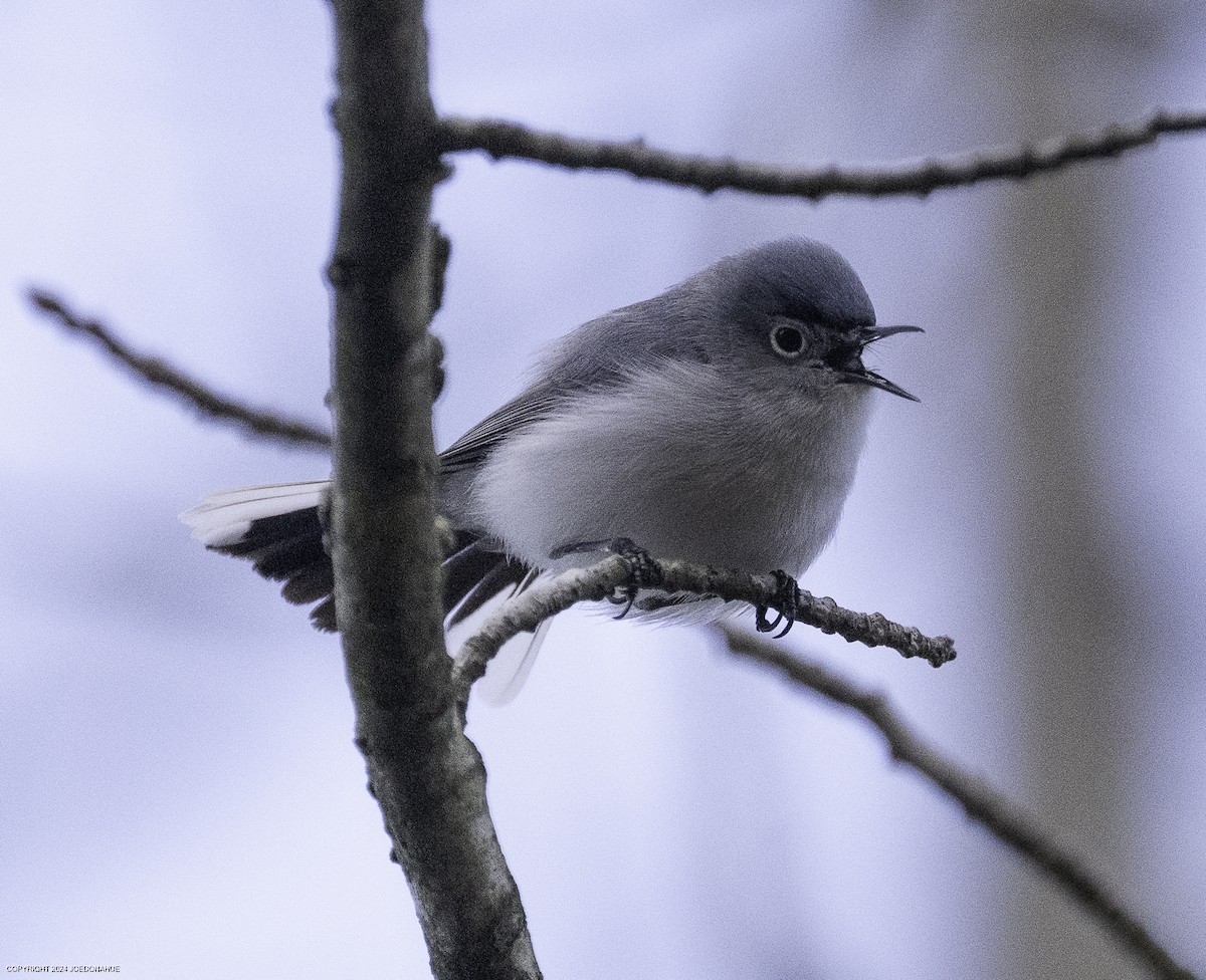 Blue-gray Gnatcatcher - ML632661704