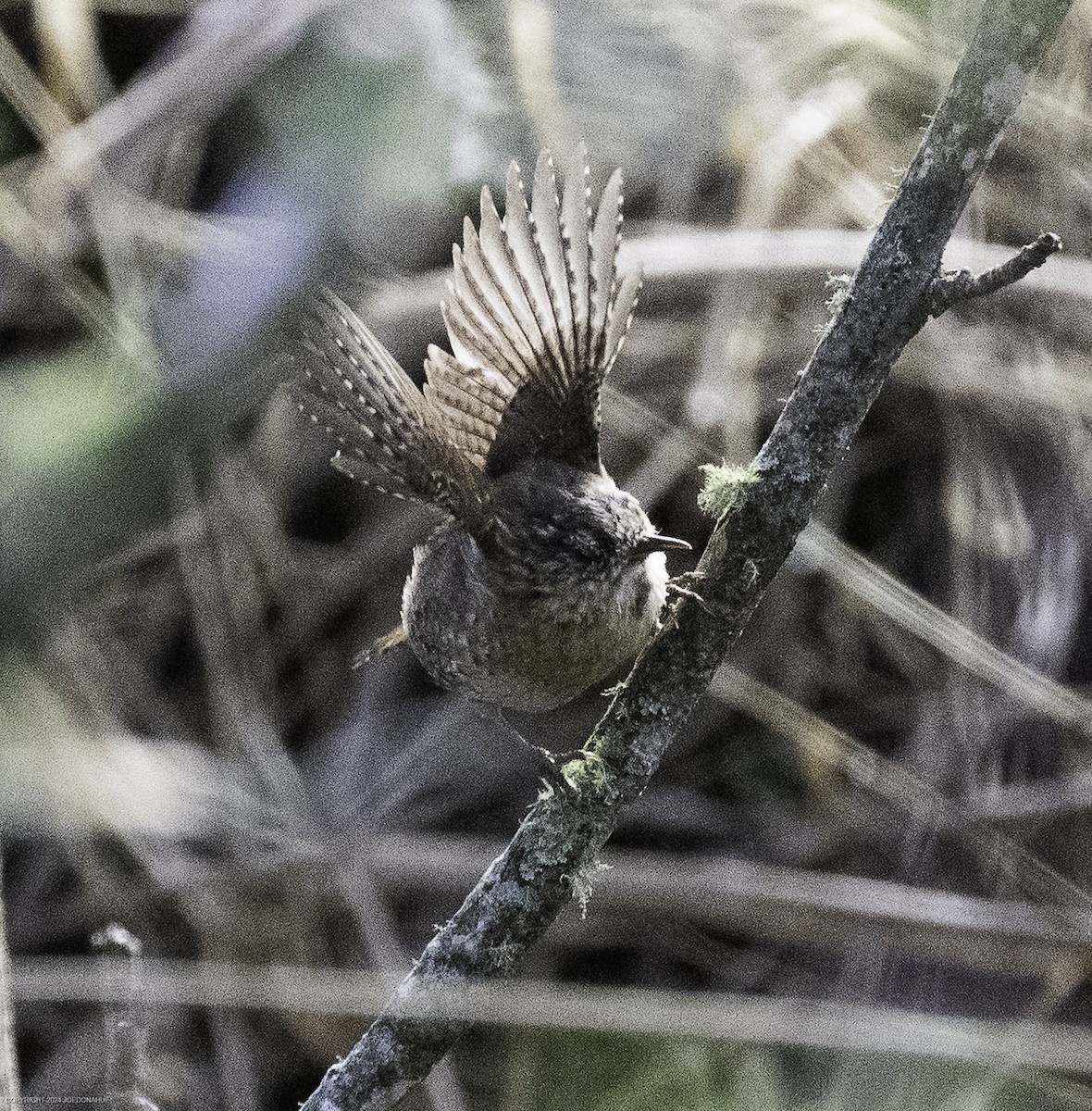 střízlík kanadský - ML632661719