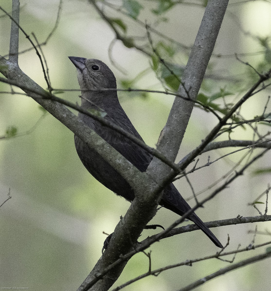 brunhodetrupial - ML632661735