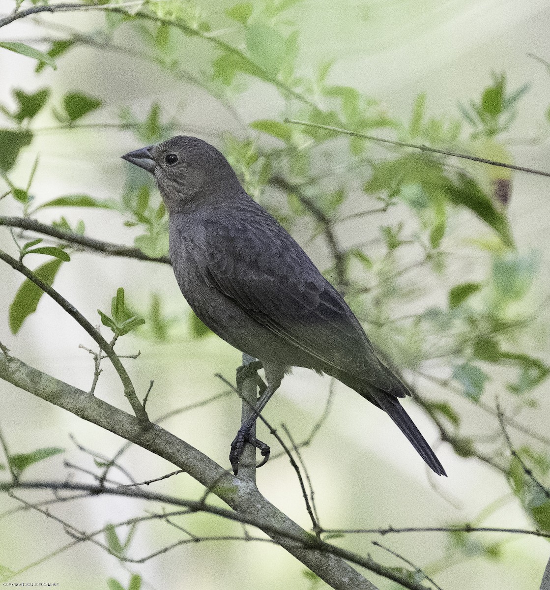brunhodetrupial - ML632661737