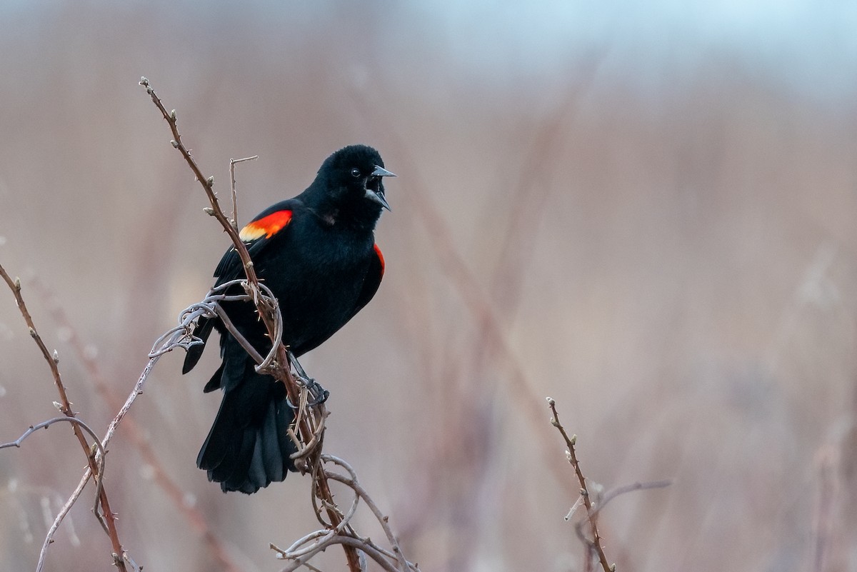 Red-winged Blackbird - ML632661740