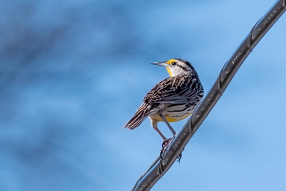 Eastern Meadowlark - ML632661754