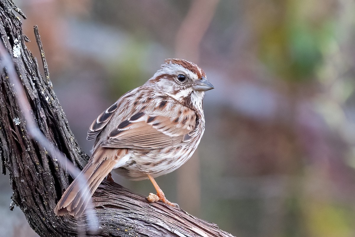 Song Sparrow - ML632661770