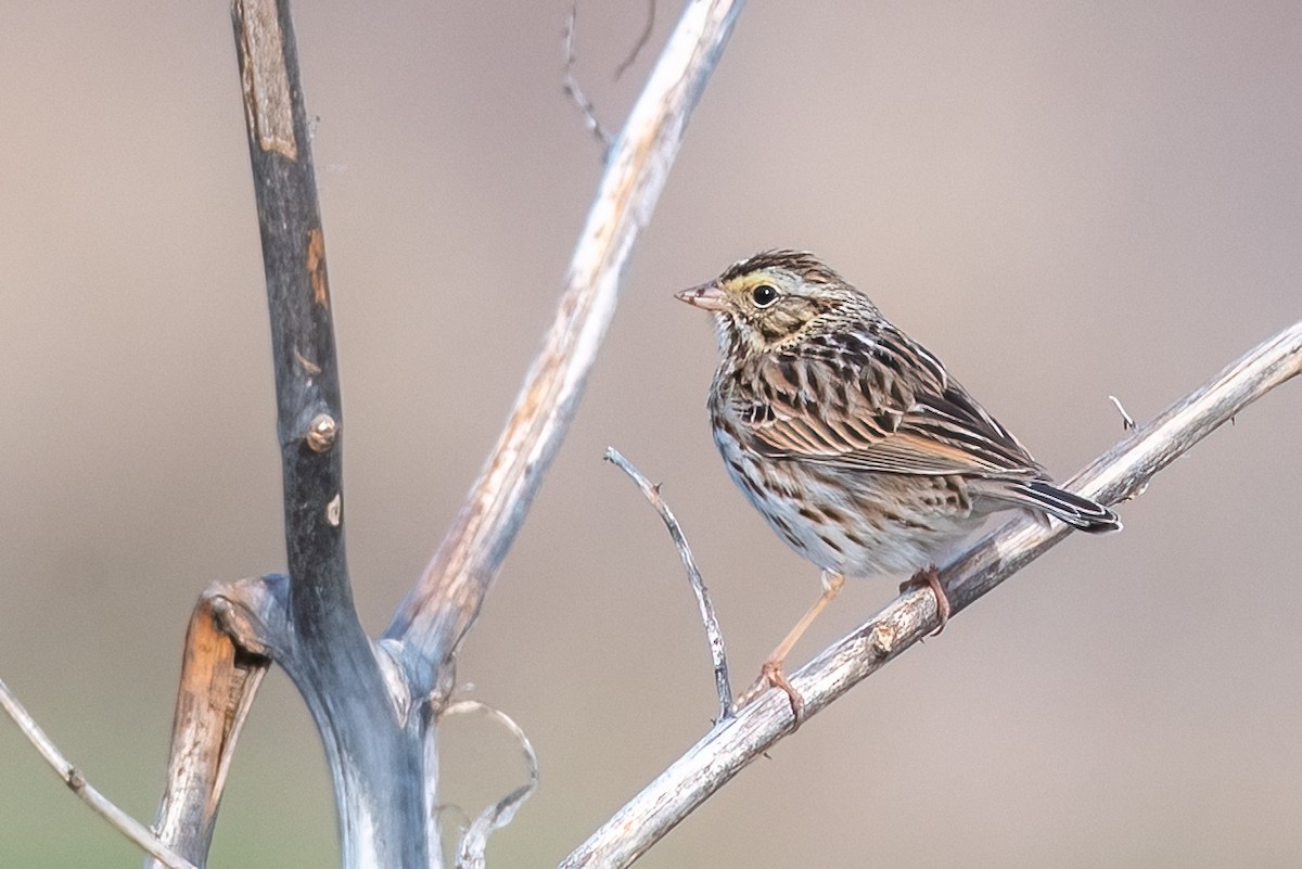Savannah Sparrow - ML632661776